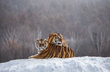 İki Sibirya Kaplanları karla kaplı tepede orman, Sibirya kaplanı Park, Hengdaohezi Park, Mudanjiang Eyaleti, Harbin, Çin. 