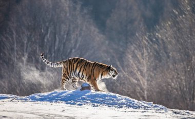 Sibirya kaplanı karlı glade Buhar zor frost, Sibirya kaplanı Park, Hengdaohezi Park, Mudanjiang Eyaleti, Harbin, Çin bulutu içinde yürüyüş. 