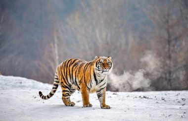 Sibirya kaplanı kış orman, Sibirya kaplanı Park, Hengdaohezi Parkı, Mudanjiang Eyaleti, Harbin, Çin karlı çayır üzerinde. 