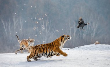 Sibirya Kaplanları avcılık karlı çayır, Sibirya kaplanı Park, Hengdaohezi Parkı, Mudanjiang Eyaleti, Harbin, Çin kuş av. 