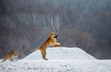 Sibirya kaplanı olarak atlama kış orman glade, Sibirya kaplanı Park, Hengdaohezi park, Mudanjiang Eyaleti, Harbin, Çin'AVI yakalamak. 