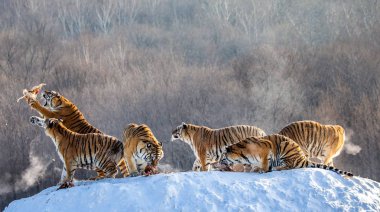 Group of Siberian tigers hunting prey on snowy meadow of winter forest, Siberian Tiger Park, Hengdaohezi park, Mudanjiang province, Harbin, China.  clipart