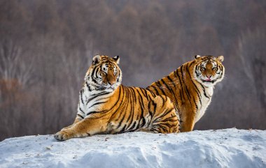 İki Sibirya Kaplanları karla kaplı tepede orman, Sibirya kaplanı Park, Hengdaohezi Park, Mudanjiang Eyaleti, Harbin, Çin. 