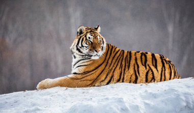 Sibirya kaplanı kış orman, Sibirya kaplanı Park, Hengdaohezi Parkı, Mudanjiang Eyaleti, Harbin, Çin karlı çayır üzerinde. 