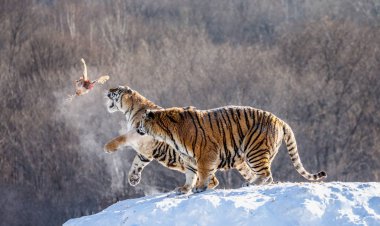 Karla kaplı tepede duran ve av, Sibirya kaplanı Park, Hengdaohezi Parkı, Mudanjiang Eyaleti, Harbin, Çin yakalamak Sibirya Kaplanları. 