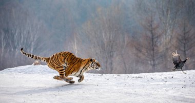 Karda orman, Sibirya kaplanı Park, Hengdaohezi park, Mudanjiang Eyaleti, Harbin, Çin av peşinde iken çalışan Sibirya kaplanı. 