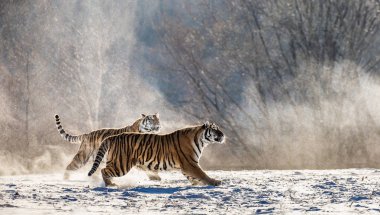 Karlı kış orman, Sibirya kaplanı Park, Hengdaohezi Parkı, Mudanjiang Eyaleti, Harbin, Çin çayır üzerinde çalışan iki Sibirya Kaplanları. 
