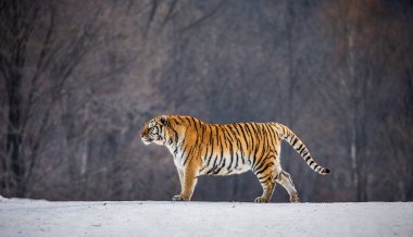 Sibirya kaplanı kış orman, Sibirya kaplanı Park, Hengdaohezi Parkı, Mudanjiang Eyaleti, Harbin, Çin karlı çayır üzerinde. 