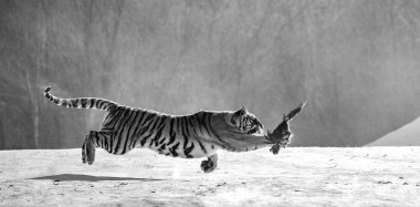 Sibirya kaplanı, siyah beyaz kış orman Avını yakalamak Siberian Tiger Park, Hengdaohezi park, Mudanjiang Eyaleti, Harbin, Çin. 