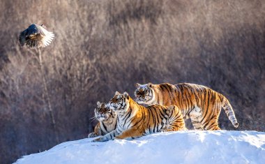 Sibirya Kaplanları kümes hayvanı yakalamak kış glade içinde av, Sibirya kaplanı Park, Hengdaohezi park, Mudanjiang Eyaleti, Harbin, Çin. 
