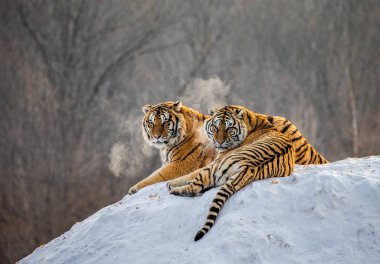 Orman, Sibirya kaplanı Park, Hengdaohezi Park, Mudanjiang Eyaleti, Harbin, Çin karla kaplı tepede dinlenme Sibirya Kaplanları çifti. 