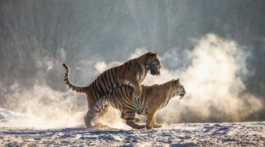 Çalışan ve av karlı çayır, Sibirya kaplanı Park, Hengdaohezi Park'ta, Mudanjiang Eyaleti, Harbin, Çin için mücadele Sibirya Kaplanları. 