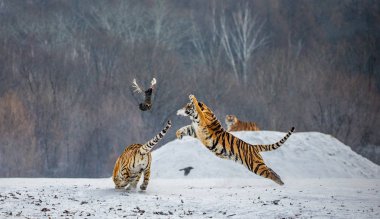 Siberian tiger catching prey in jump in wintry forest glade, Siberian Tiger Park, Hengdaohezi park, Mudanjiang province, Harbin, China.  clipart