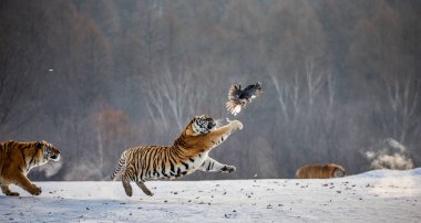 Sibirya Kaplanları avcılık av kuş kış orman, Sibirya kaplanı Park, Hengdaohezi Park, Mudanjiang Eyaleti, Harbin, Çin. 