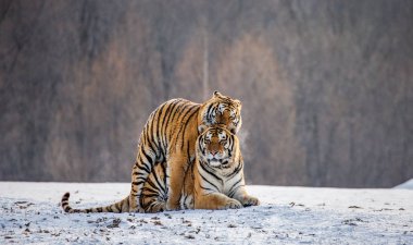 Karlı kış orman, Sibirya kaplanı Park, Hengdaohezi Parkı, Mudanjiang Eyaleti, Harbin, Çin çayır on çiftleşme Sibirya Kaplanları çifti. 