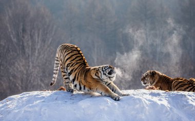 Orman, Sibirya kaplanı Park, Hengdaohezi Park, Mudanjiang Eyaleti, Harbin, Çin karlı çayır üzerinde dururken germe Sibirya kaplanı. 
