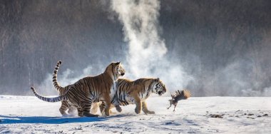 Sibirya Kaplanları kümes karlı glade, Sibirya kaplanı Park, Hengdaohezi Park, Mudanjiang Eyaleti, Harbin, Çin üzerinde avcılık grup. 