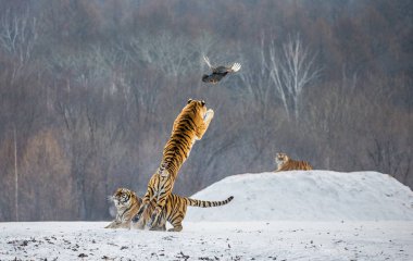 Sibirya kaplanı olarak atlama kış orman glade, Sibirya kaplanı Park, Hengdaohezi park, Mudanjiang Eyaleti, Harbin, Çin'AVI yakalamak. 