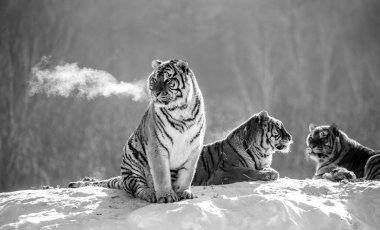 Sibirya kaplanları, siyah beyaz kış ormanın karlı tepe üzerinde oturan Siberian Tiger Park, Hengdaohezi park, Mudanjiang Eyaleti, Harbin, Çin. 