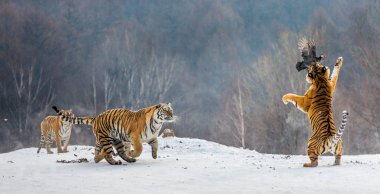 Sibirya Kaplanları kümes hayvanı karlı kış orman, Sibirya kaplanı Park, Hengdaohezi Parkı, Mudanjiang Eyaleti, Harbin, Çin çayır üzerinde avcılık. 