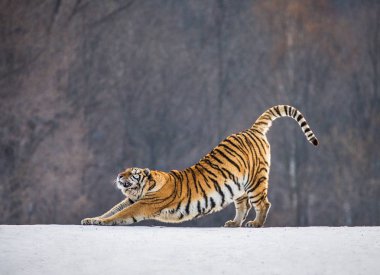 Karlı kış orman, Sibirya kaplanı Park, Hengdaohezi Parkı, Mudanjiang Eyaleti, Harbin, Çin çayır üzerinde uzanan Sibirya kaplanı. 