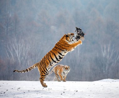Yırtıcı Kuş kış orman, Sibirya kaplanı Park, Hengdaohezi Park, Mudanjiang Eyaleti, Harbin, Çin yakalama sırasında atlama Sibirya kaplanı. 