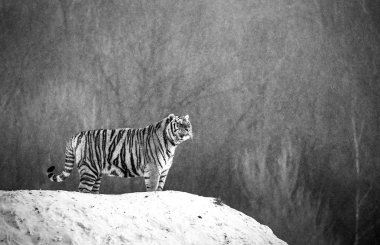 Sibirya kaplanı, siyah beyaz kış ormanın karlı çayır üzerinde duran Siberian Tiger Park, Hengdaohezi park, Mudanjiang Eyaleti, Harbin, Çin. 
