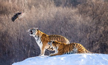 Sibirya Kaplanları kış orman, Sibirya kaplanı Park, Hengdaohezi park, Mudanjiang Eyaleti, Harbin, Çin'avı av. 