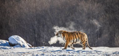 Siberian tiger walking in snowy glade in cloud of steam in hard frost, Siberian Tiger Park, Hengdaohezi park, Mudanjiang province, Harbin, China.  clipart