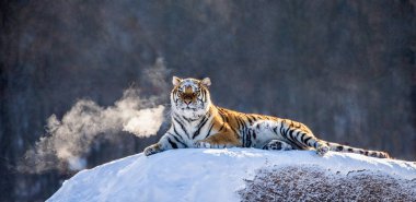 Siberian tiger lying on snowy meadow of winter forest, Siberian Tiger Park, Hengdaohezi park, Mudanjiang province, Harbin, China.  clipart