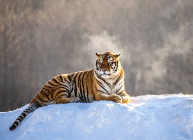 Karlı kış orman, Sibirya kaplanı Park, Hengdaohezi Parkı, Mudanjiang Eyaleti, Harbin, Çin çayır üzerinde yalan Sibirya kaplanı. 