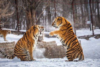 Sibirya Kaplanları oynarken karlı glade, Sibirya kaplanı Park, Hengdaohezi park, Mudanjiang Eyaleti, Harbin, Çin. 