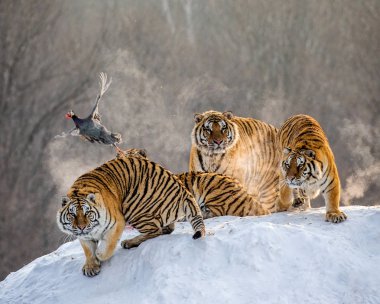 Sibirya Kaplanları uçan yırtıcı kuş kış, Sibirya kaplanı Park, Hengdaohezi Park, Mudanjiang Eyaleti, Harbin, Çin izliyor. 
