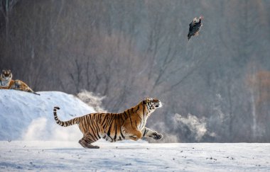 Sibirya kaplanı av av kuş kış orman, Sibirya kaplanı Park, Hengdaohezi Park, Mudanjiang Eyaleti, Harbin, Çin. 
