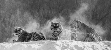 Sibirya kaplanları, siyah beyaz karlı forest Hill'de oturan Siberian Tiger Park, Hengdaohezi park, Mudanjiang Eyaleti, Harbin, Çin. 
