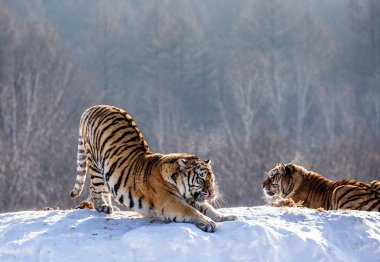 Orman, Sibirya kaplanı Park, Hengdaohezi Park, Mudanjiang Eyaleti, Harbin, Çin karlı çayır üzerinde dururken germe Sibirya kaplanı. 