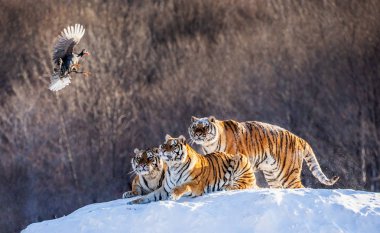 Sibirya Kaplanları kümes hayvanı yakalamak kış glade içinde av, Sibirya kaplanı Park, Hengdaohezi park, Mudanjiang Eyaleti, Harbin, Çin. 