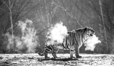 Sibirya kaplanı, siyah beyaz zor Frost Buhar bulutu içinde karlı glade ayakta Siberian Tiger Park, Hengdaohezi park, Mudanjiang Eyaleti, Harbin, Çin. 