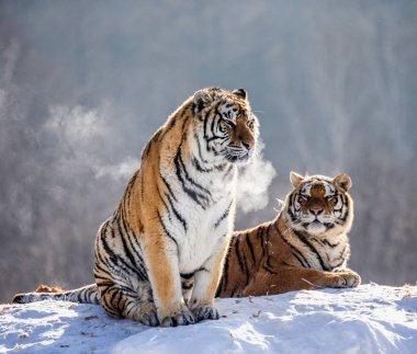 Kış orman, Sibirya kaplanı Park, Hengdaohezi Parkı, Mudanjiang Eyaleti, Harbin, Çin Hill'de oturan Sibirya kaplanı. 