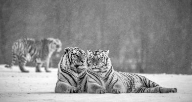 Sibirya kaplanları, siyah beyaz kış ormanın karlı çayır yan yana yatan Siberian Tiger Park, Hengdaohezi park, Mudanjiang Eyaleti, Harbin, Çin. 