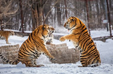 Sibirya Kaplanları oynarken karlı glade, Sibirya kaplanı Park, Hengdaohezi park, Mudanjiang Eyaleti, Harbin, Çin. 
