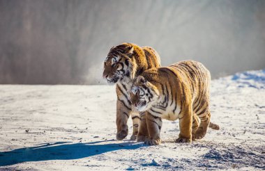 Sibirya Kaplanları karlı çayır, Sibirya kaplanı Park, Hengdaohezi Parkı, Mudanjiang Eyaleti, Harbin, Çin tarihinde çifti. 
