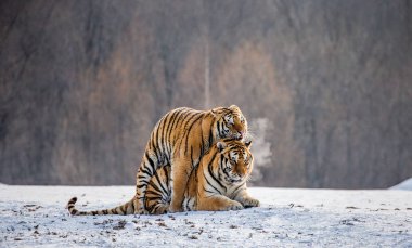 Karlı kış orman, Sibirya kaplanı Park, Hengdaohezi Parkı, Mudanjiang Eyaleti, Harbin, Çin çayır on çiftleşme Sibirya Kaplanları çifti. 