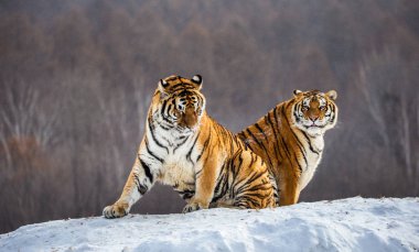 İki Sibirya Kaplanları karla kaplı tepede orman, Sibirya kaplanı Park, Hengdaohezi Park, Mudanjiang Eyaleti, Harbin, Çin. 
