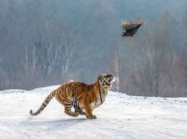 Sibirya kaplanı uçan yırtıcı kuş kış orman, Sibirya kaplanı Park, Hengdaohezi park, Mudanjiang Eyaleti, Harbin, Çin takip. 
