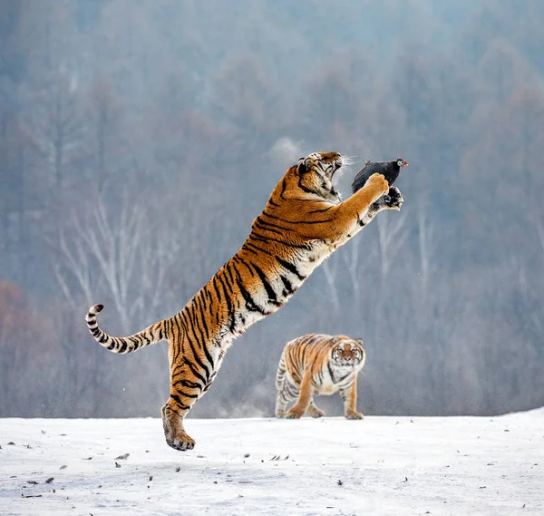 Tigre Siberiano Pulando Enquanto Captura Aves Rapina Floresta Invernal Parque — Fotografia de Stock