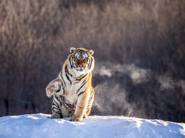 Sibirischer Tiger Sitzt Auf Einer Verschneiten Wiese Sibirischer Tiger Park — Stockfoto