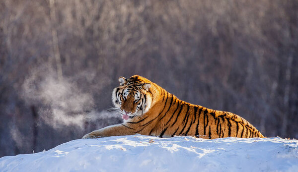 Siberian tiger lying on snowy meadow of winter forest, Siberian Tiger Park, Hengdaohezi park, Mudanjiang province, Harbin, China. 