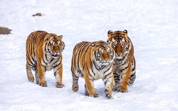 Three Siberian tigers walking on snowy meadow, Siberian Tiger Park, Hengdaohezi park, Mudanjiang province, Harbin, China.