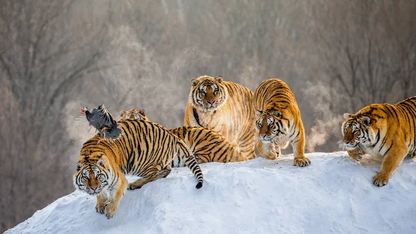 Tigres Siberianos Observando Aves Rapaces Voladoras Invierno Parque Del Tigre —  Fotos de Stock
